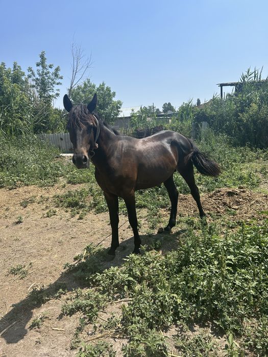 Продается лошадь,  Город Тараз