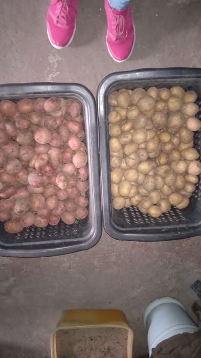 Картофель дачный