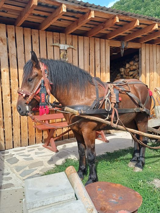 Mânză de doi ani si jumatate