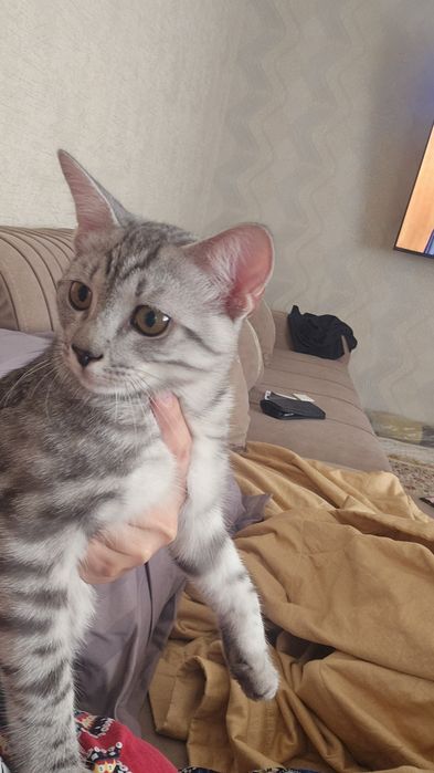 Отдам кота 7 месяцев