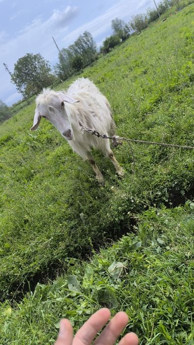 Йиб ичишига кафолат бераман