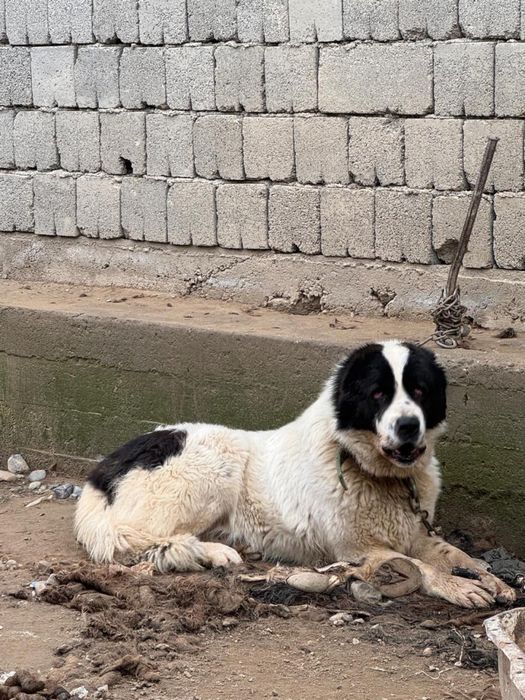 Алабай төбет ұрғашы / еркек