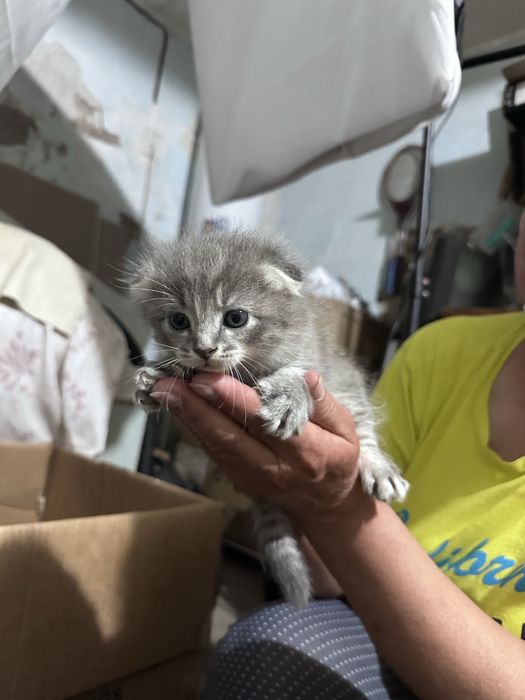 Котенок вислоухий мальчик, девочка