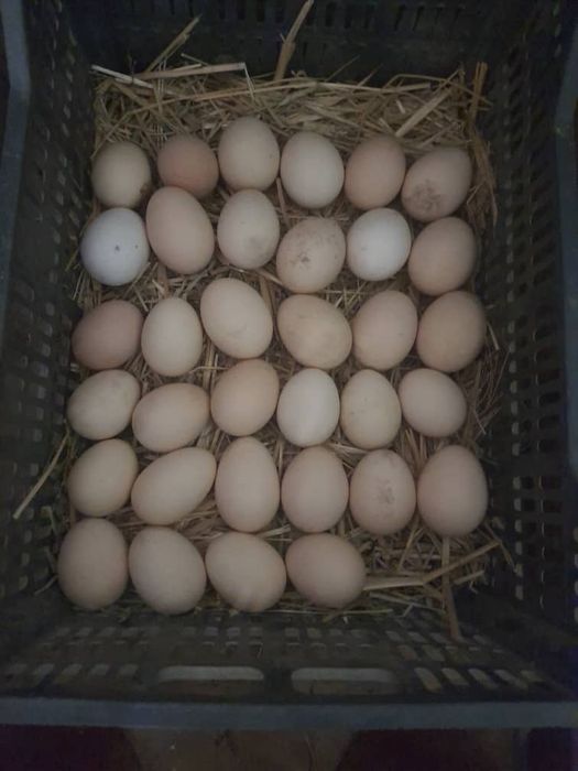 Тоза Шамо ва Карес хурозларни тухуми сотилади.