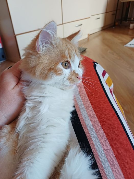 Персональный пушистый лучик солнца в дар