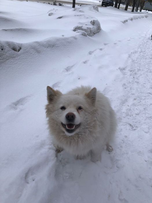 Пропала собака в Заречном