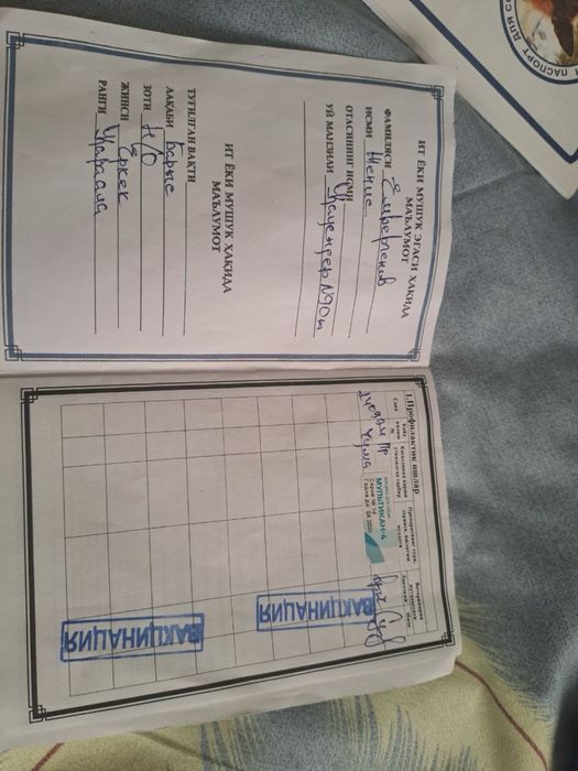 Чистый немецкий овчарка, +паспорт