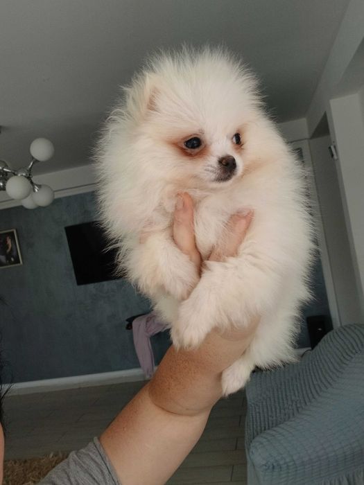 Puiut pomeranian