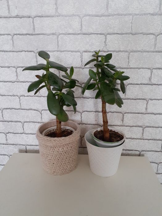 Продам комнатное растение