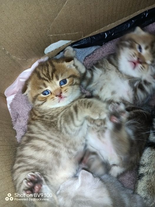 Шотландские милые комочки