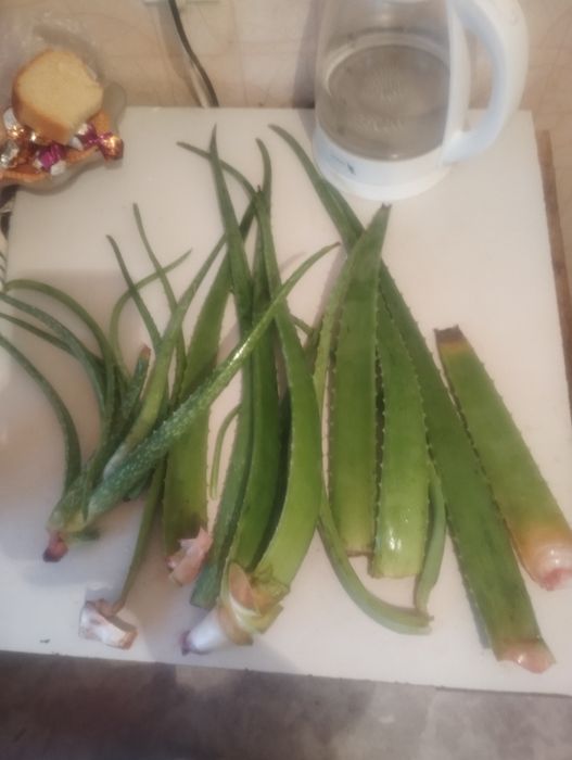 Алоэ вера листья