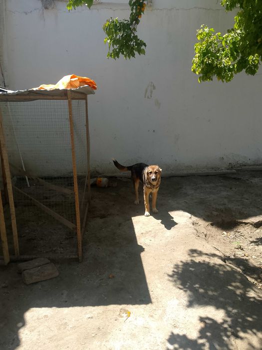 Алабай боласи сотилади.