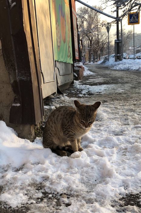 Котята, 6 месяцев