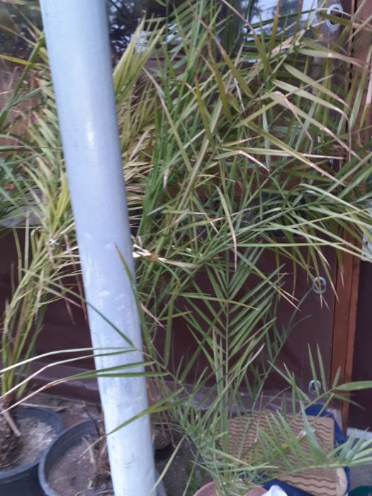 Продавам палми на боройка