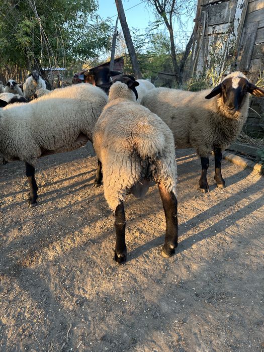 Berbecut suffolk de anul asta
