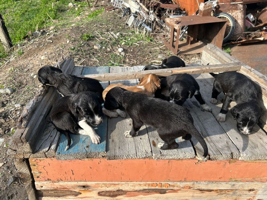 Тазы күшіктер сатылады