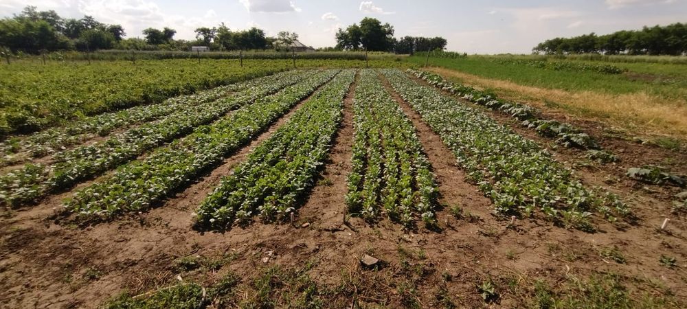 răsad varză de Buzău de vânzare 0.50 bani firul