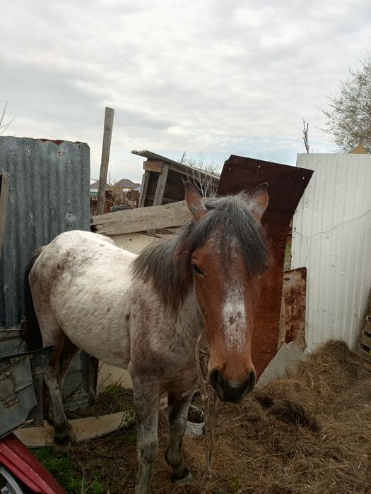 Жылкы сатылады 2 ден асты