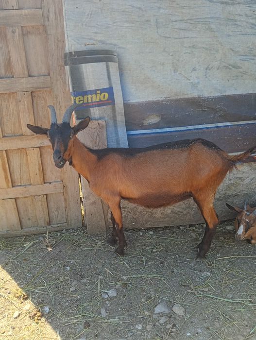 Capre alpine franceze