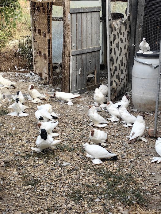 Шмалкалденски монахини