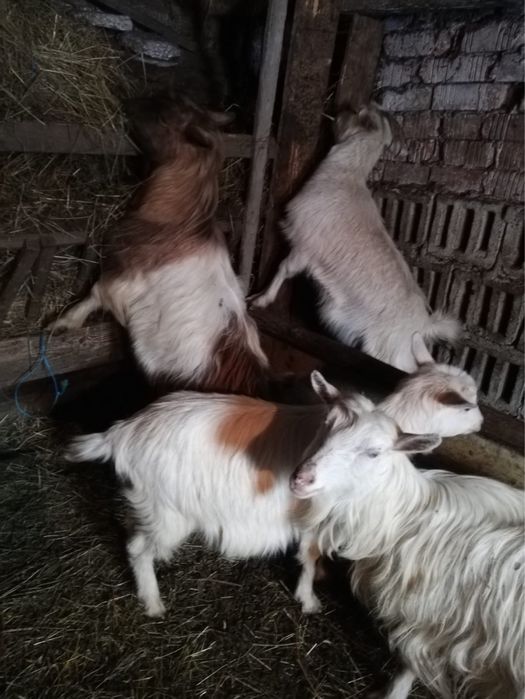 Capre gestante plus un țap tânăr.