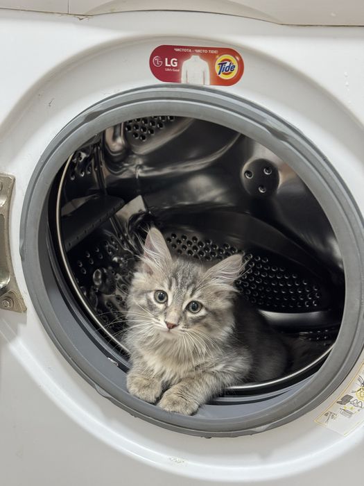 Котенок мальчик бесплатно
