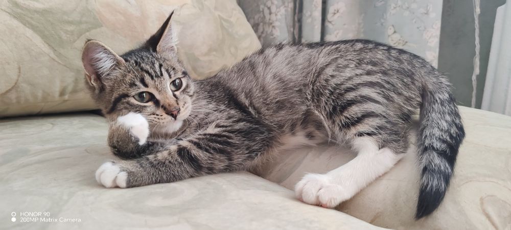 Кошечка 3.5 месяца
