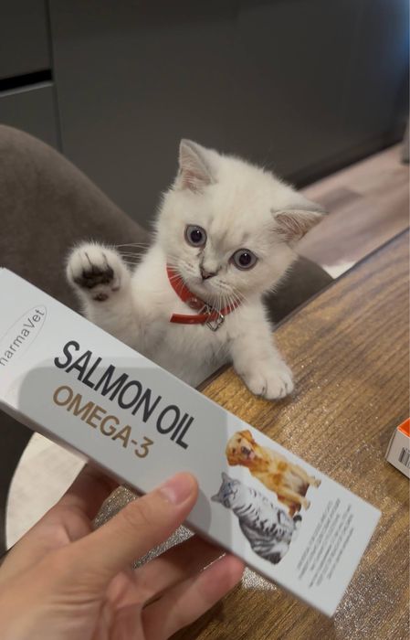Кошка Скоттиш страйт