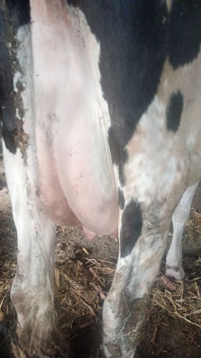 Vând doua vaci bune de lapte