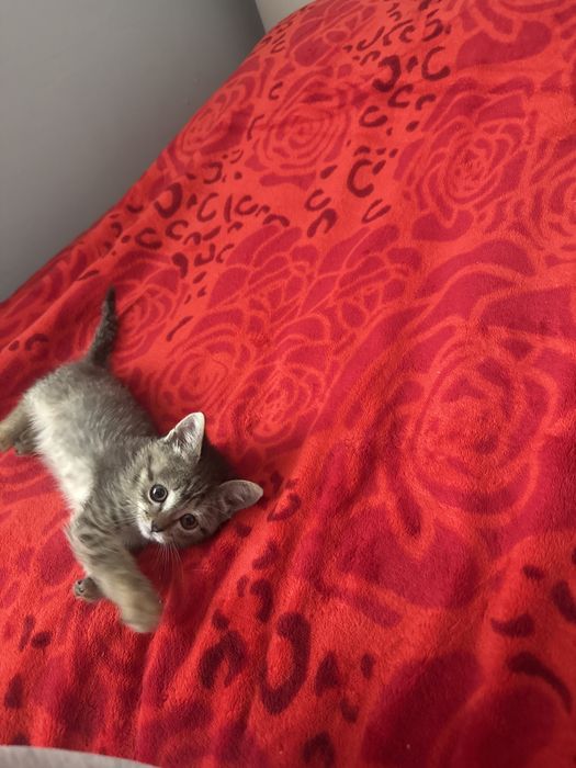 Кошка ласковая умная