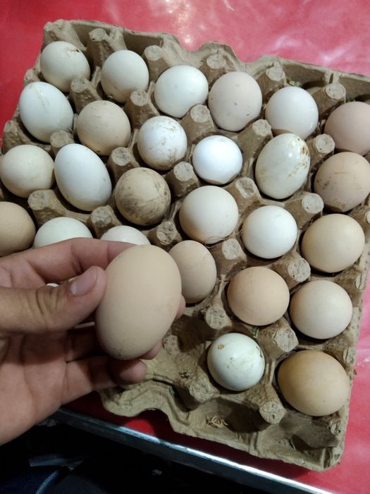 Xonaki tuxum sotiladi