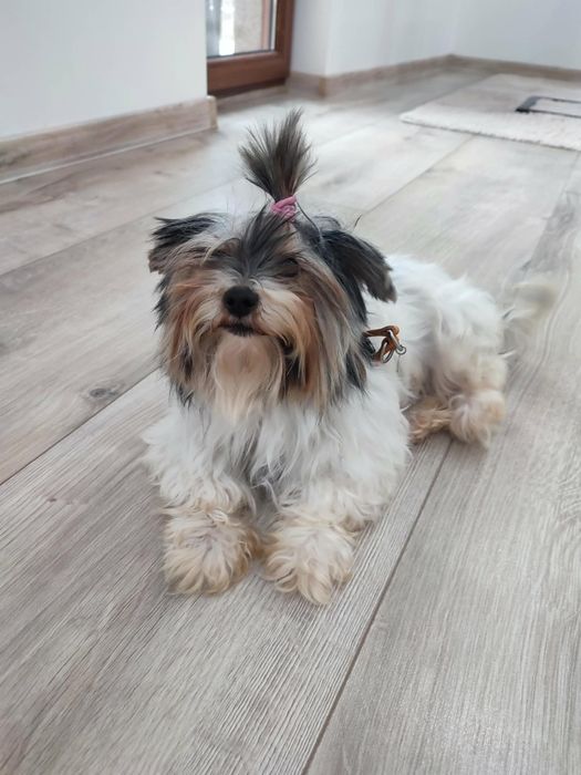 Йоркширски териер-Бивер