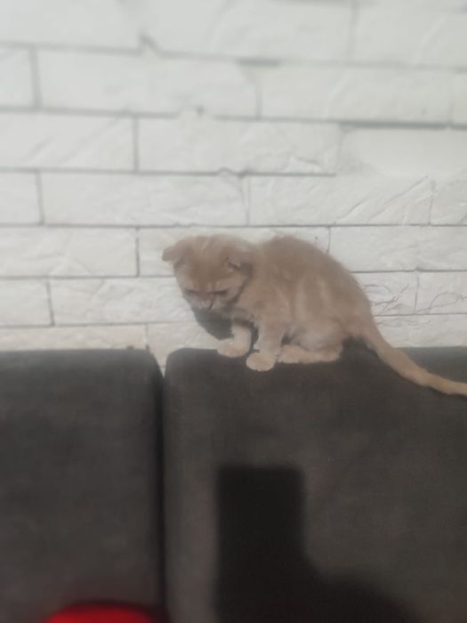 Шотландский котёнок мальчик
