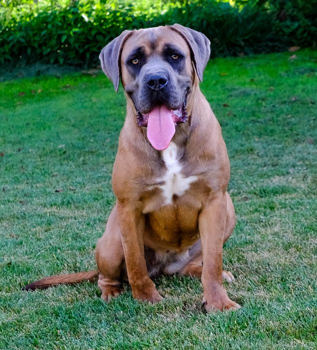 Cane Corso cu pedigree FCI de tip A