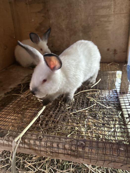 Kaliforniya Quyon bolalari sotiladi  75.dan boshlab  bor yoshiga qarab