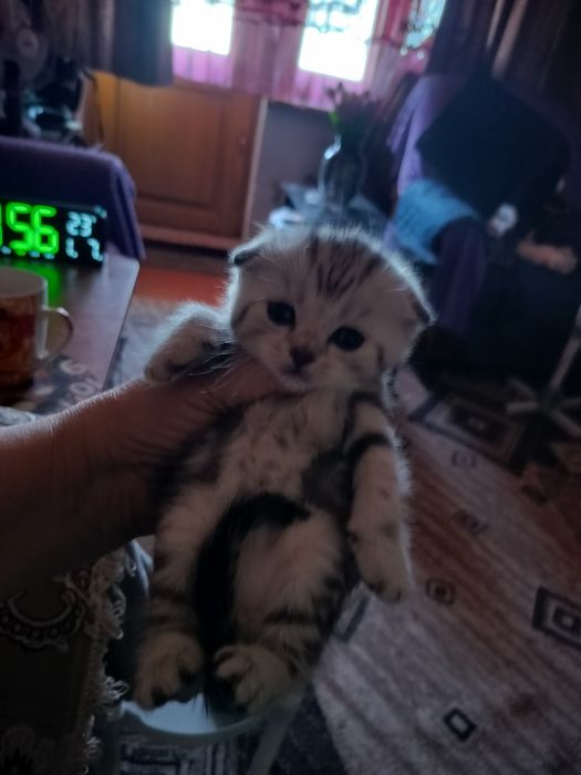 Продам клубных шотландских котят с отличной родословной.