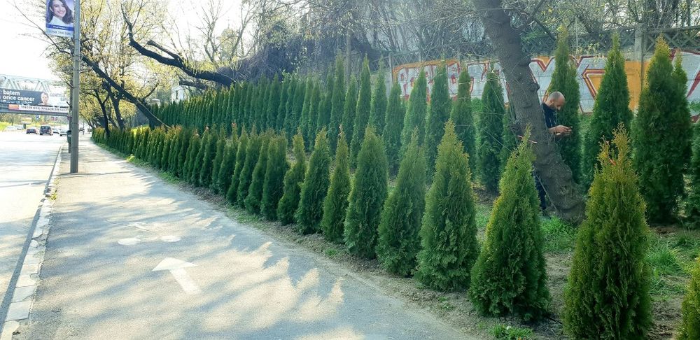 Tuia smaragd de calitate extra avem toate dimensiunile