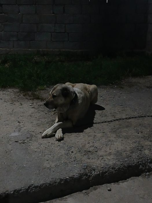 Алабай сатылады 35000