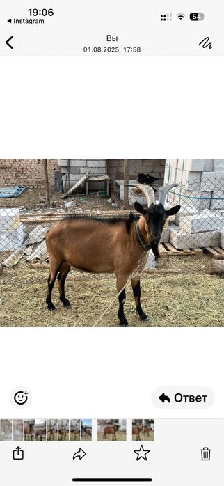 Альпі Теке сатылады