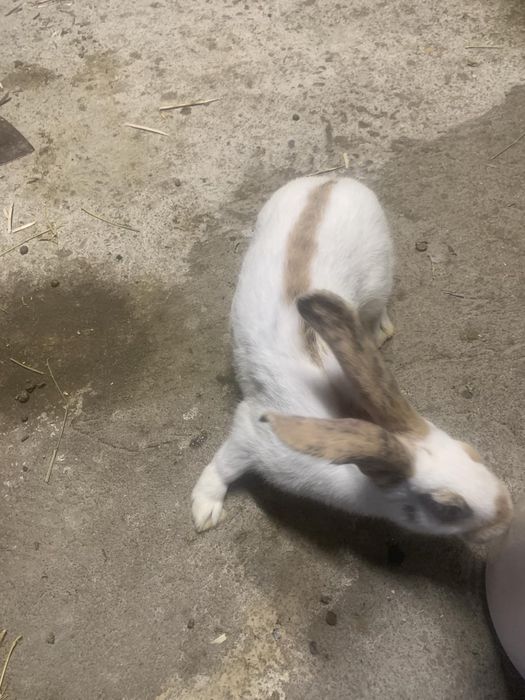 Налични зайци различни породи