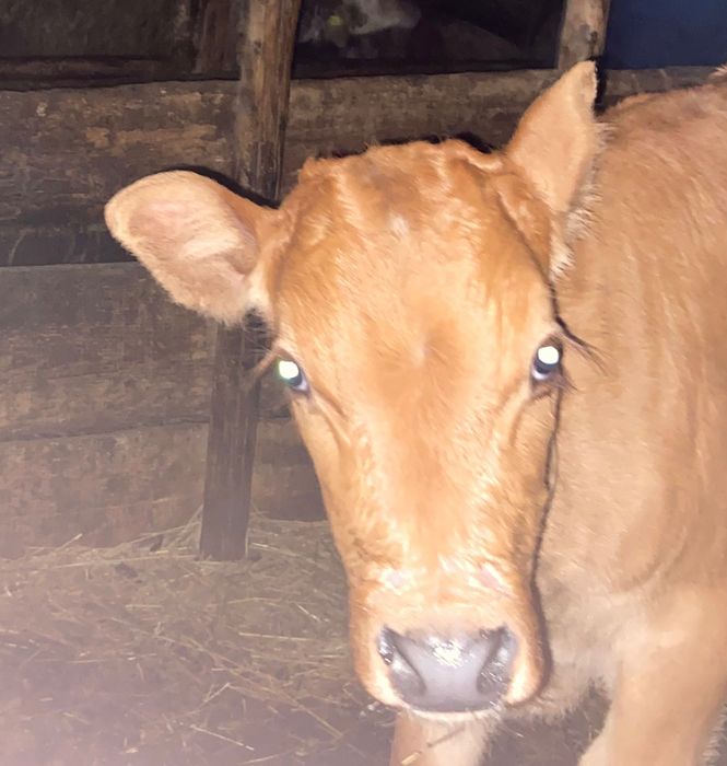 Продам корову с теленком