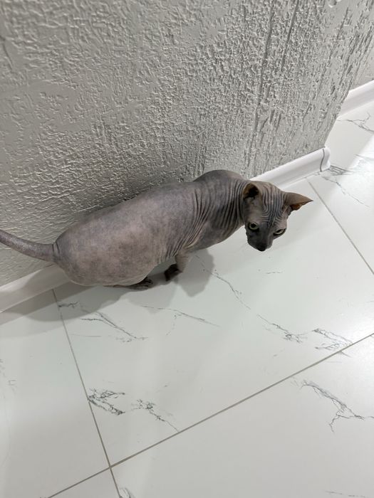 Нужен кот на вязку сфинкс,девочке 7 лет