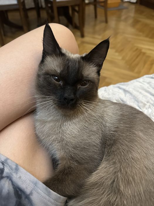 Продаем кота, котенка . Сиамский .