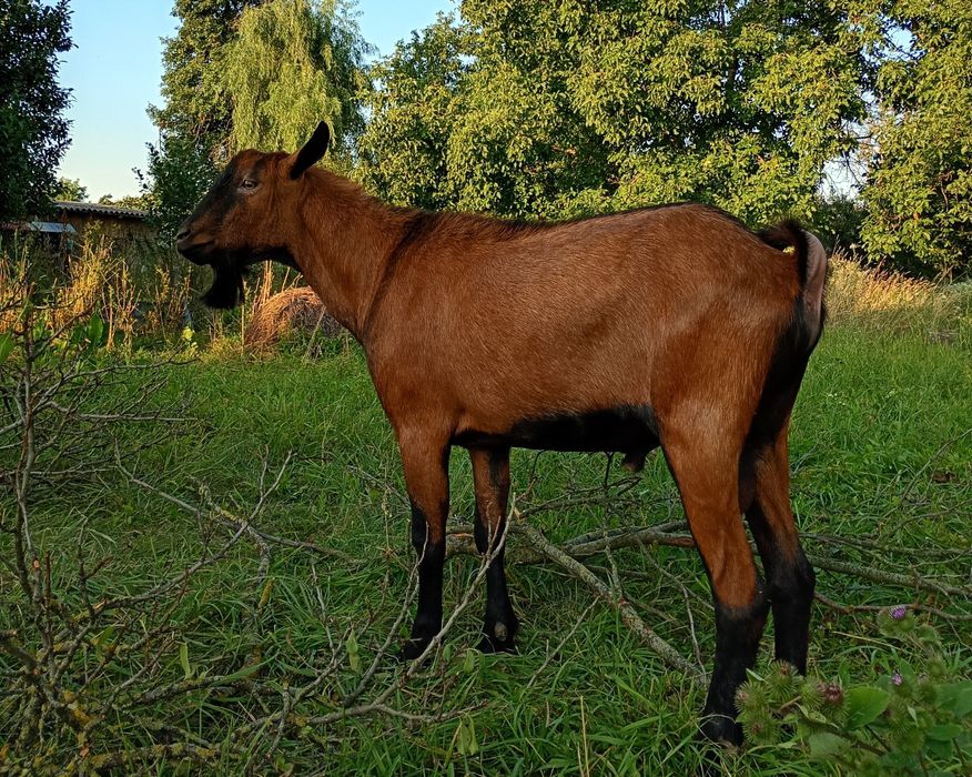 Capre Alpina Franceza, capre și țapi
