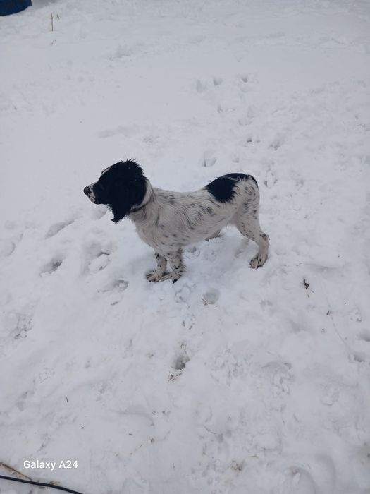 продам щенка спаниель