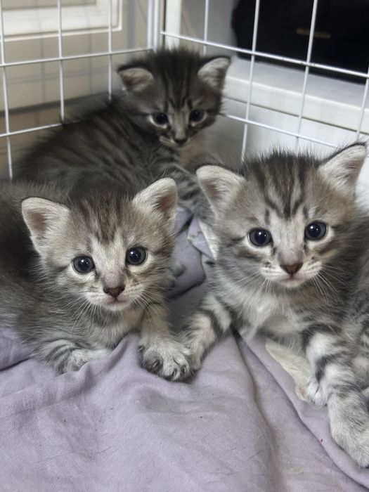 Котята домашние в добрые руки