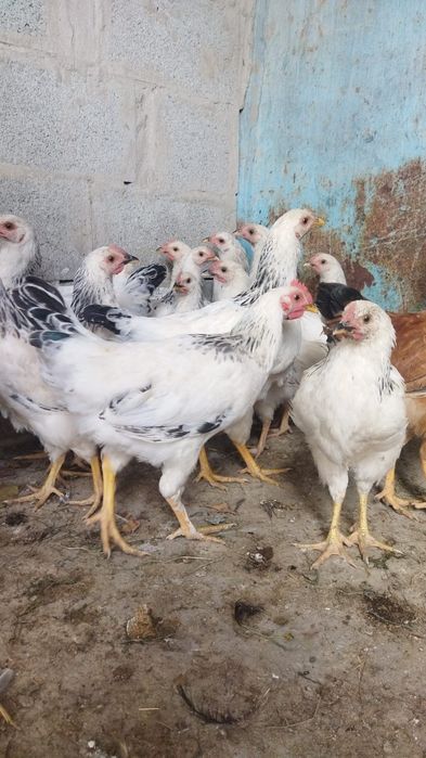 Продам куры домашние