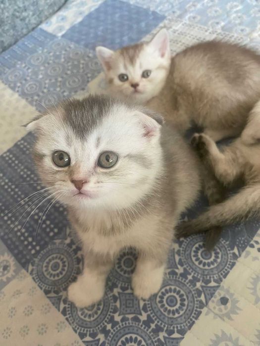 КОТЯТА Скоттиш-Страйт Вислоухие Скоттиш-Фолд