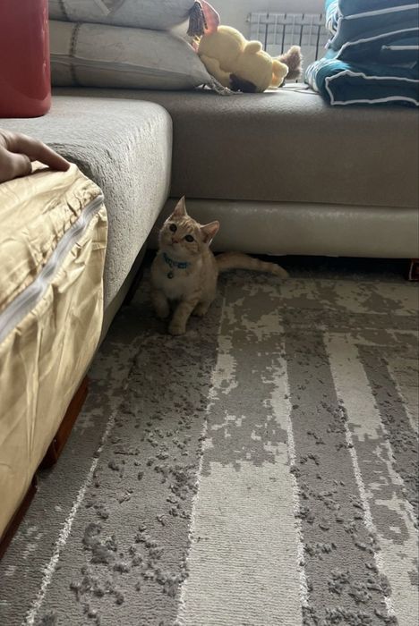 Котенок, Аки, милый