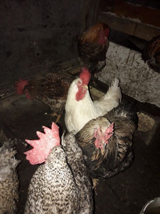 Продам петух домашние